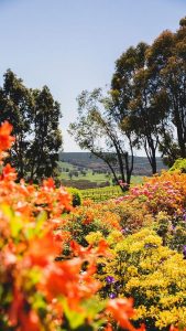 SOCIAL MEDIA 9:16 - Courabyra Wines, Tumbarumba