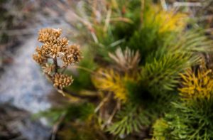 Kosciuszko National Park, Snowy Mountains
